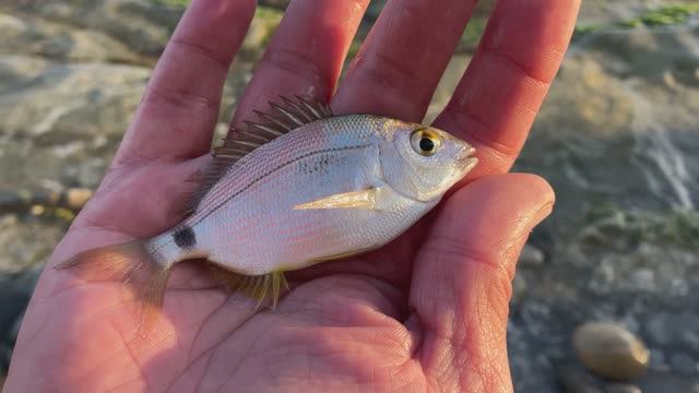 Плыви, братан