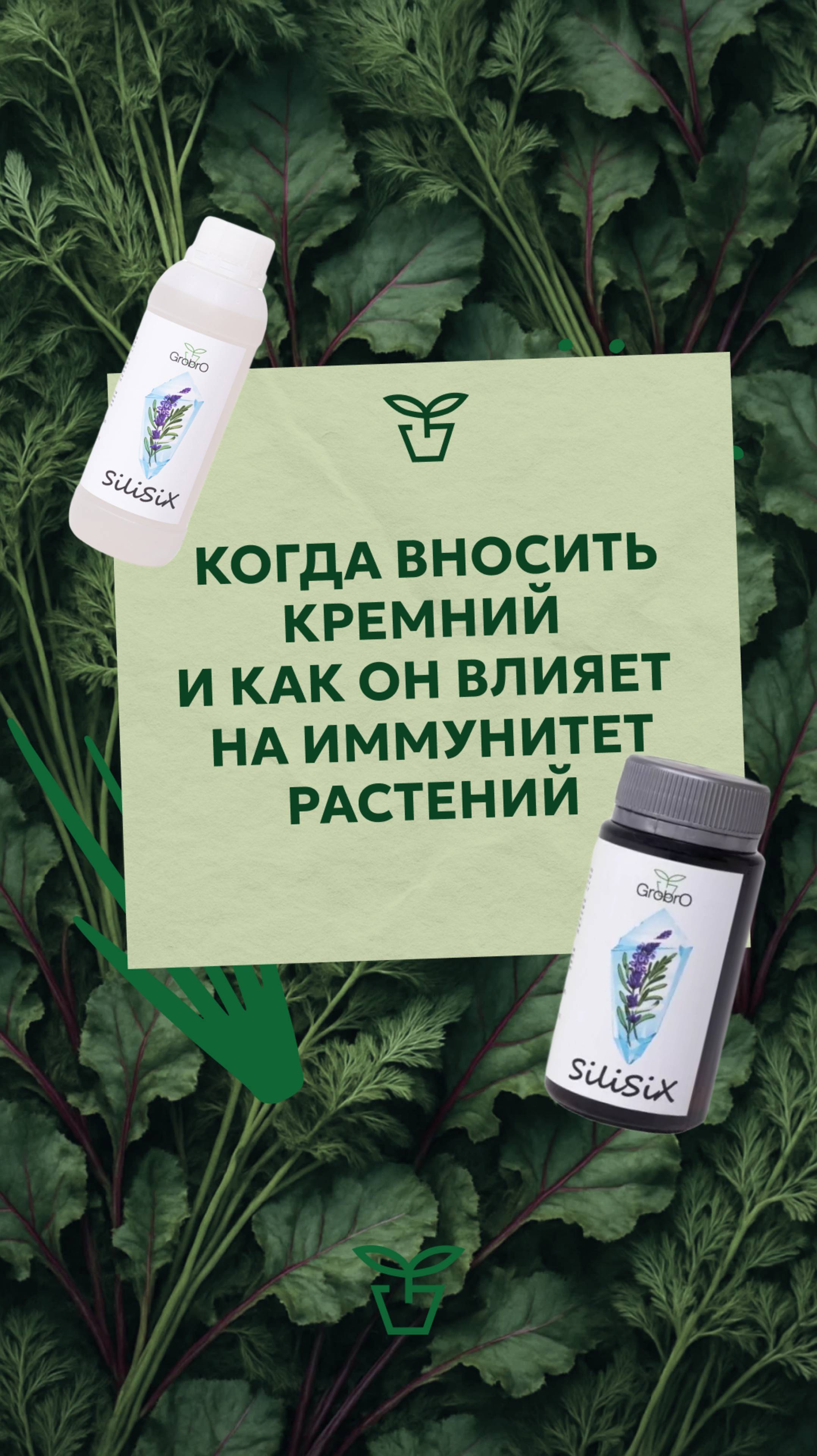 Когда вносить кремний?