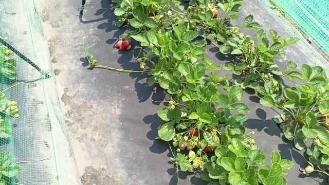 Сорт клубники Брилла в Приморском крае как растёт и урожайность