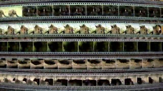 Предупреждение и Заставка компании “VOX-Video” (2004-2009)