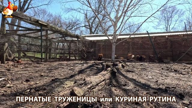 Куры несушки свободного выгула и их обычная куриная рутина – эпизод (385)