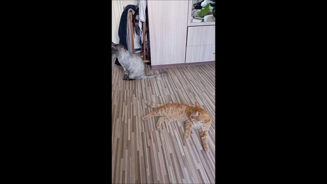 Кот