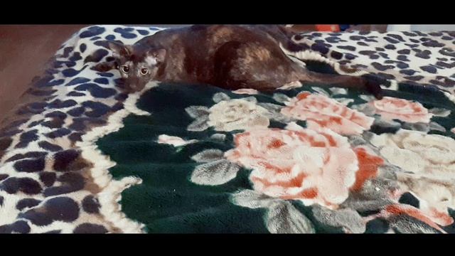 VID_20250523203313216.mp4