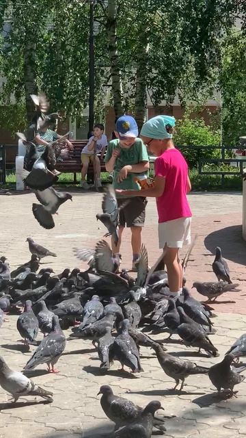 Голуби едят с рук у детей 🐦