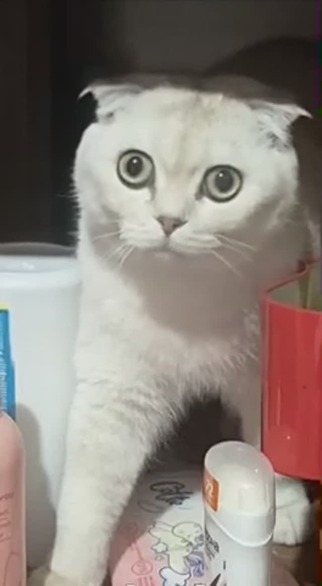 Мишель /поющая кошечка