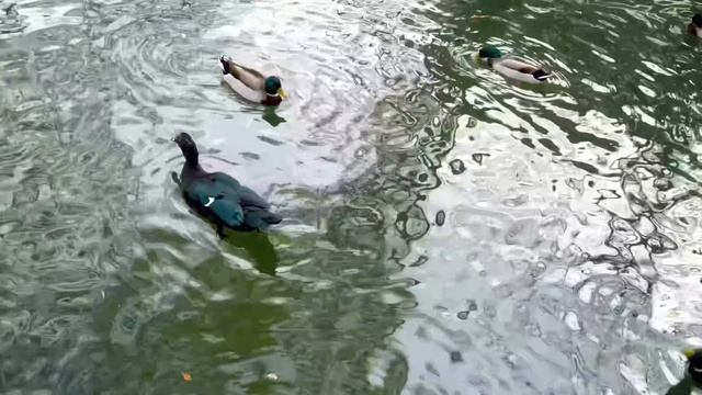 Птицы.Релакс.