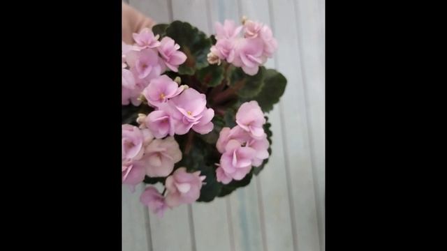 Розовые фиалки - миниатюрные, полуминиатюрные, трейлеры #фиалки #миниатюрныефиалки #трейлеры