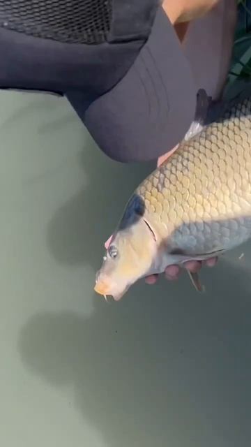 Кайфанул от процесса, и отпустил👏 🎣 #рыбак #рыбалка