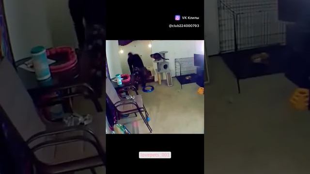 ПРИКОЛЫ С КОТИКАМИ