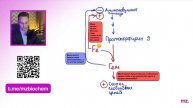 ОБМЕН ГЕМОГЛОБИНА за 12 МИНУТ // На Биохимическом