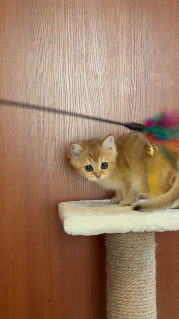 Британский котик Archie 2,5мес.