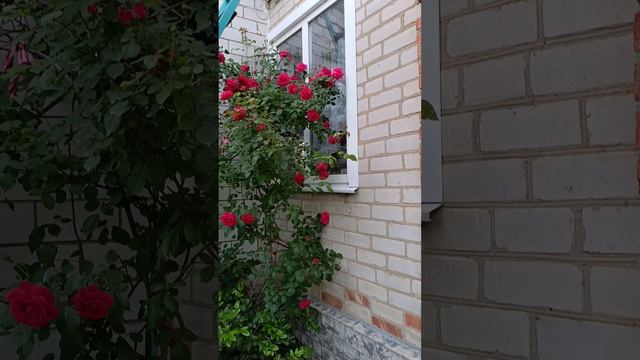 1000003212.mp4