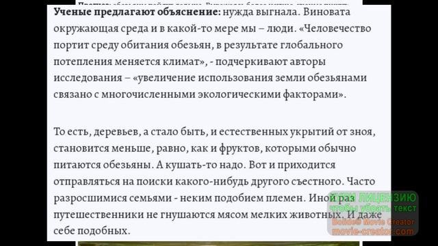 "Планета обезьян" - это реальность!