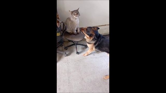 Собака. Кот. Том и Кос