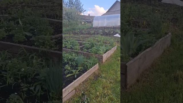 Новости огородные