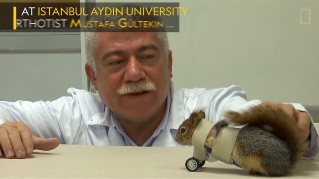 A Squirrel's Prosthetic Wheels Are the Key to Recovery | Nat Geo Wild