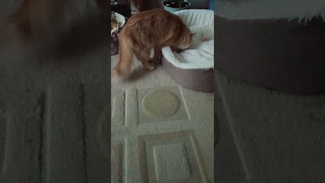 Кошкин уголок 😻🐀🐾👍