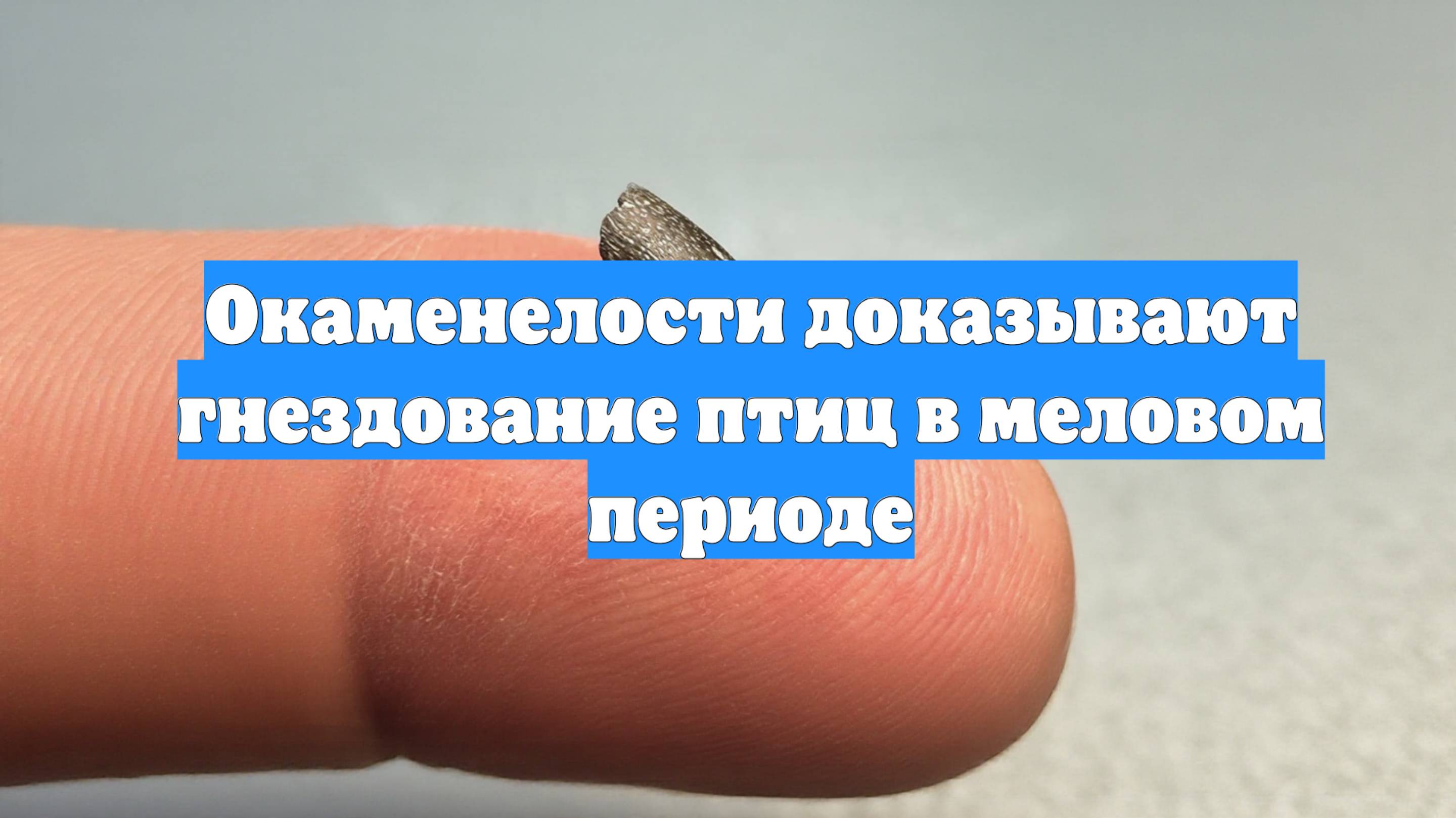 Окаменелости доказывают гнездование птиц в меловом периоде