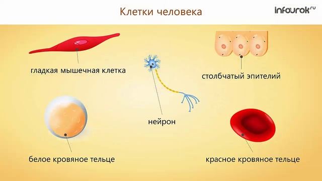 2. Место человека в систематике. Доказательства животного происхождения человека