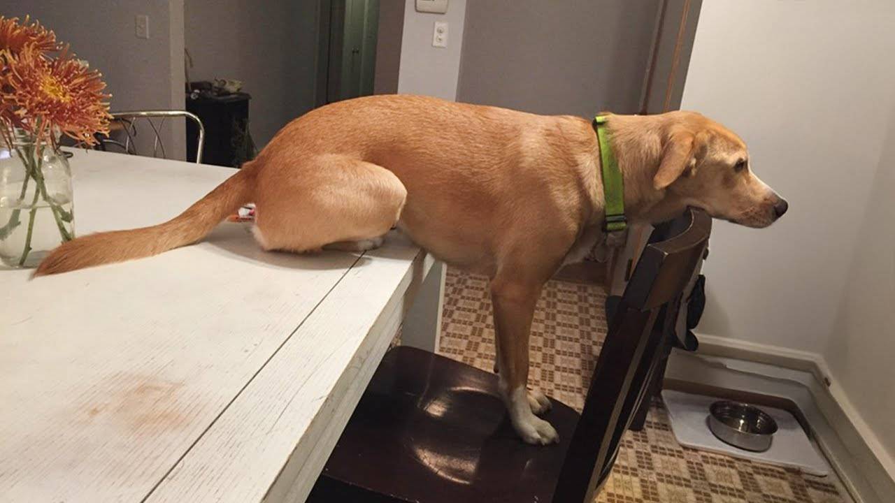 Когда у твоей собаки только одна мозговая клетка 🤣🐶 Смешные видео с собаками 2025 года