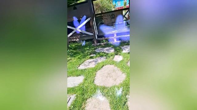 1000025219.mp4 (Собака наблюдает за стрижкой газона у дома А- фрейм)