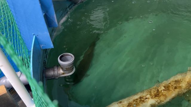 31.05.2025 УЗВ Гараж запускаем новых жителей!!!!