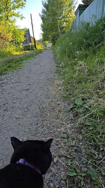 чёрная кошка