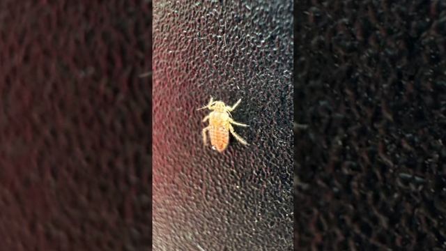 Клещи в парке 🐞