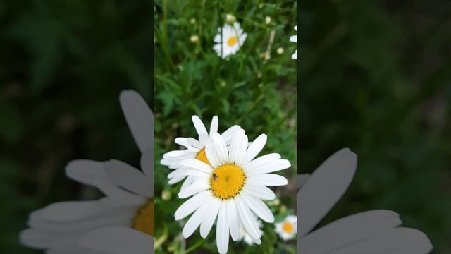 Ромашек нежные цветы...