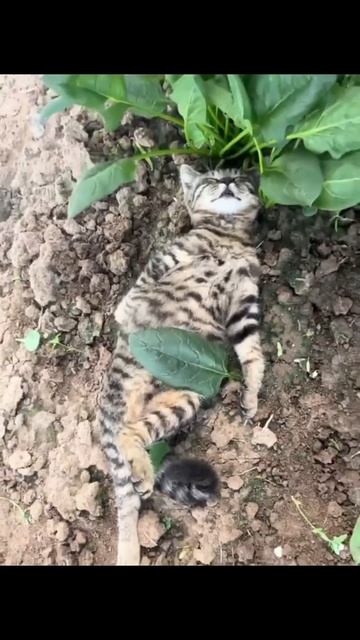 Котяра спит