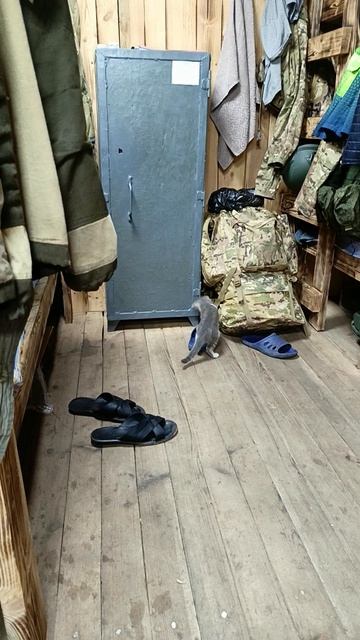 привели котёнка Люську в блиндаж