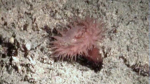 Дайвинг Тарханкут 2002 год