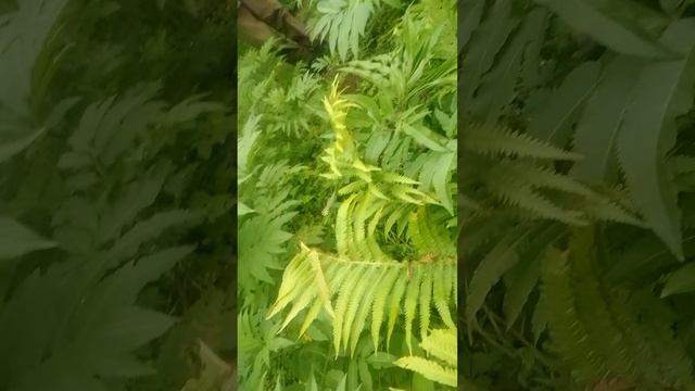 это перец это хозд в банковской