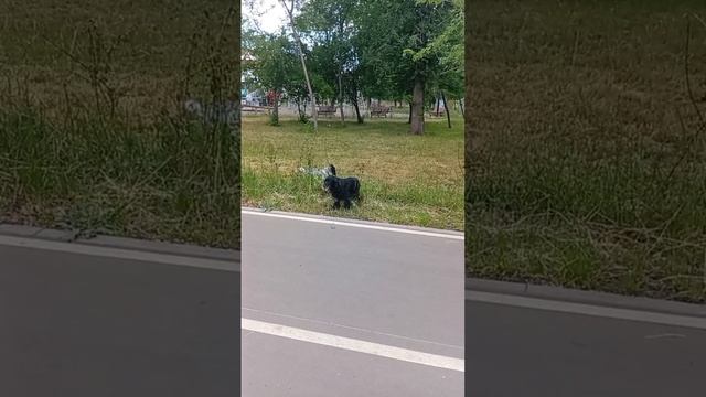Привет от нашей Синары 💖🐶 
Девчонка на прогулке со своим другом)
Синара умница, она очень стараетс