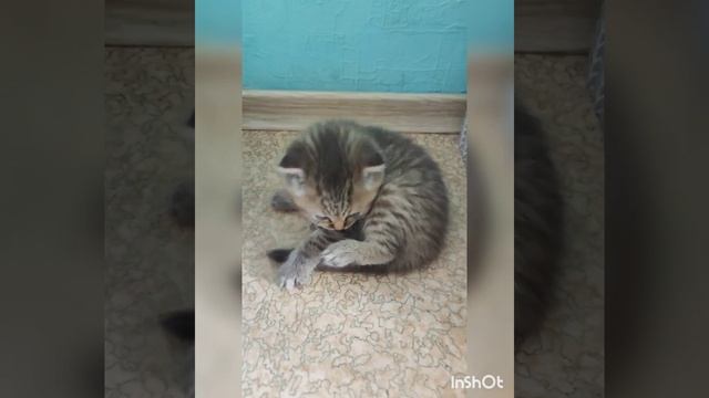 Шотландские вислоухие котята