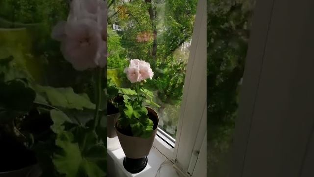 VID-20250601-WA0154.mp4