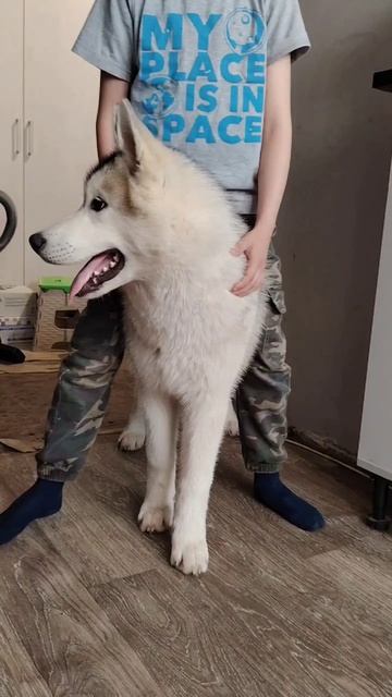 Реакция Джека на звуки Хасей :)