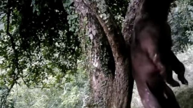 Видео фотоловушки