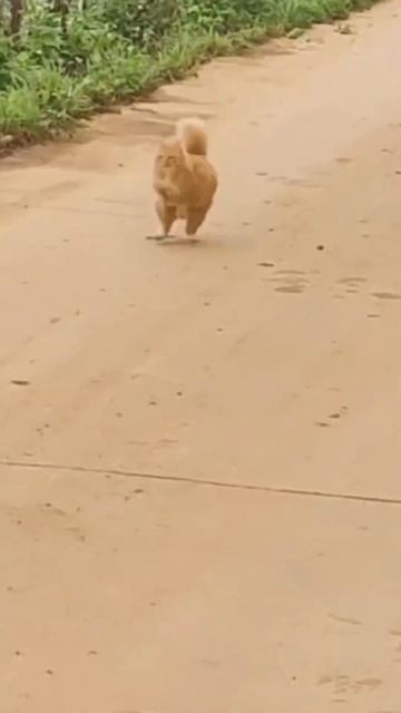 Похож на белку в бегу