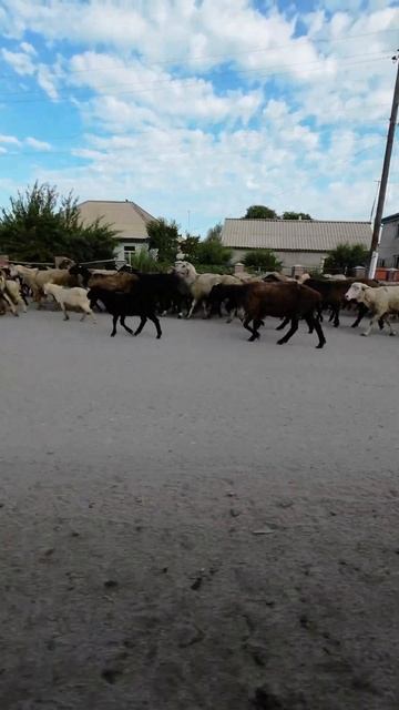 Sheep on Barskoon road #travel #animals #roadtrip #mountains #asia #naturesounds