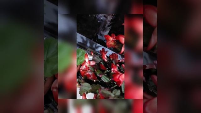 154 бутона +63+22 так цветёт декабрист за год #shortvideo #short #декабрист