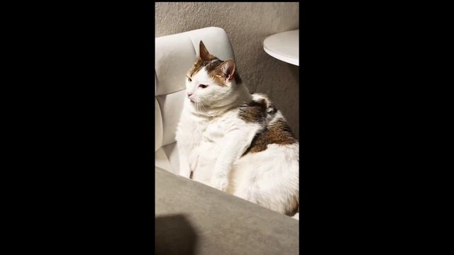 Cat Bonya: Reflections on Life / Кошка Боня: размышления о жизни #cat #funny #котики #смешные