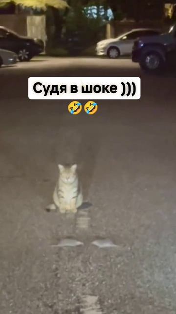 Мышиный бой