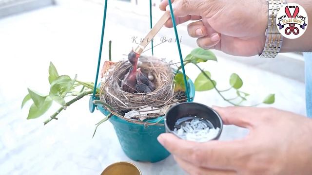 Feeding Birds at my balcony