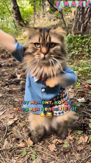 С началом лета и Днём защиты детей!☀️😻 #лето #котик #деньзащитыдетей