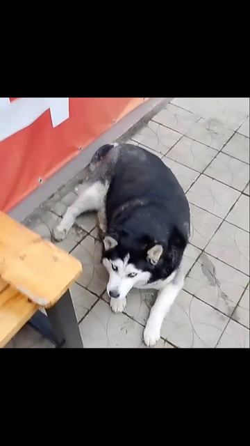 Привет Я толстая собака Галина