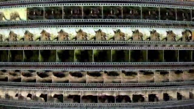 Предупреждение и Заставка компании “VOX-Video” (2004-2009)