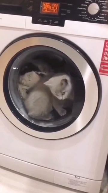 Бедный кот