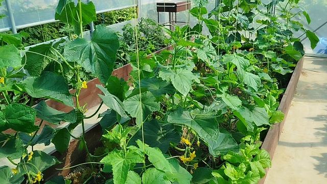 Первый урожай 🥒./ Мошки🪰🪰🪰