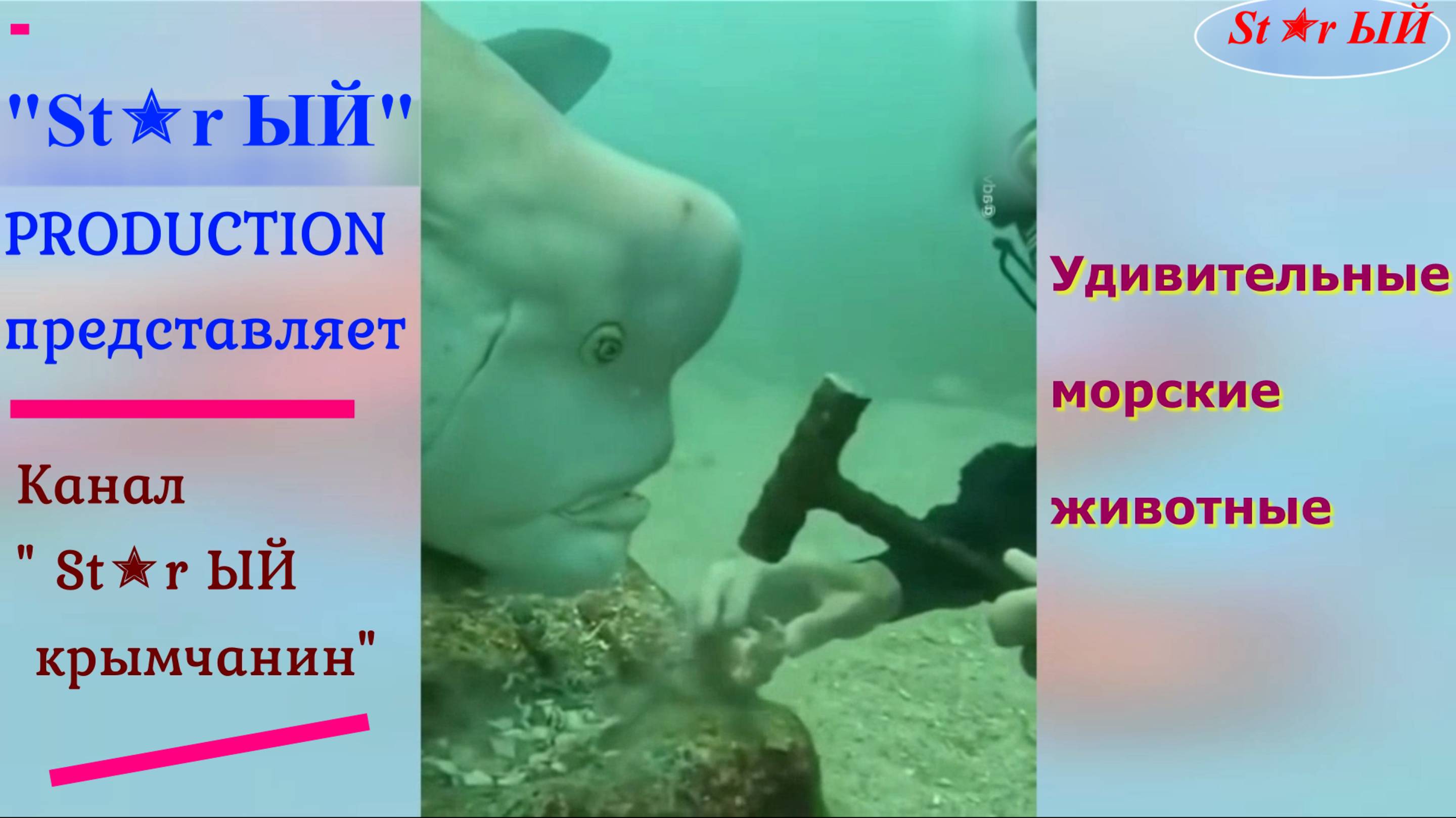 Самые удивительные морские обитатели.
